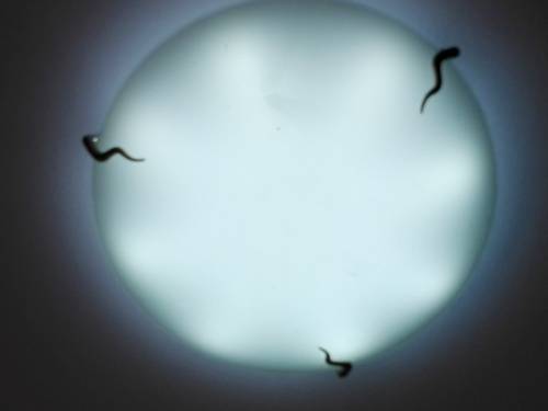 16W LED Ceiling Light Conversion Kit