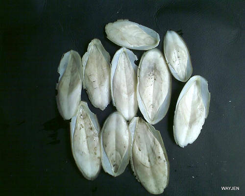 10 X CUTTLE BONES FROM THE CUTTLEFISH. CALCIUM FOR YOUR BIRDS,POLISHING PASTE etc..