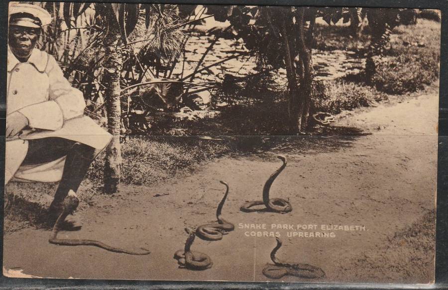 A POST CARD SHOWING THE SNAKE PARK P.E. COBRAS UPREARING F.U. LOOK SCAN X 2