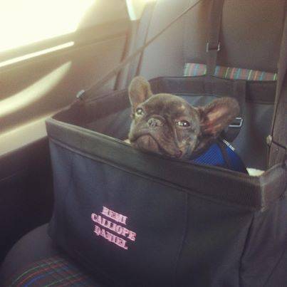 **WINTER SALE**X-large Seat bound/elevated Car Seat for your pets