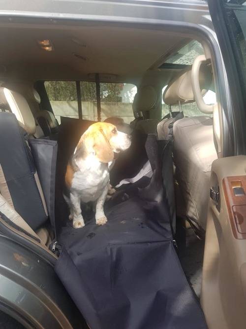 Pet car seat protector with sides