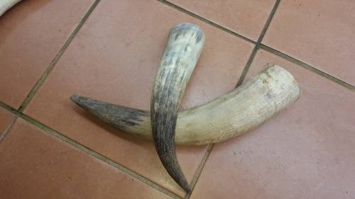 2 Pack Nguni Cow Horns (In Stock)
