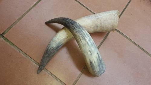 2 Pack Nguni Cow Horns (In Stock)