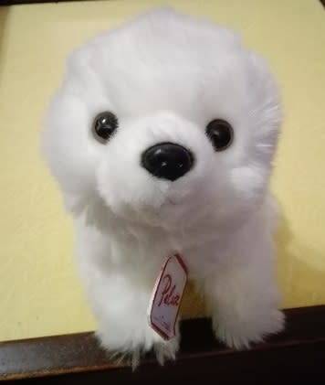 Scruffy the cutest doggie ever!