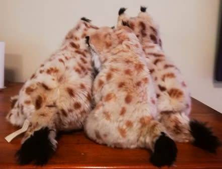 Family of 3x Lynx Bobcats! Beautiful, plush soft toys!
