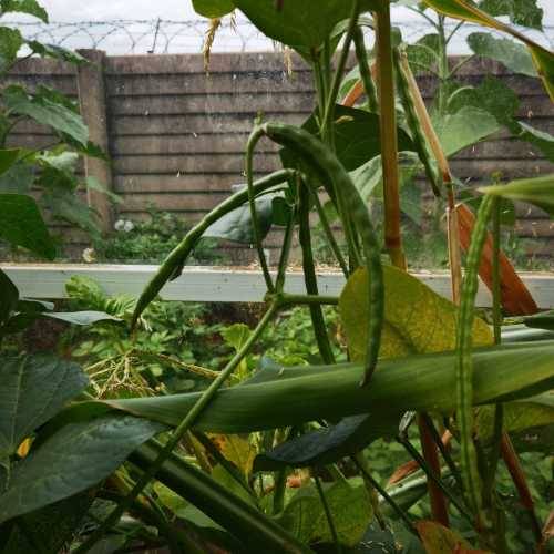 Bean Black Eye Cowpea Organic - 15 Seeds