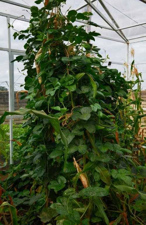 Bean Black Eye Cowpea Organic - 15 Seeds