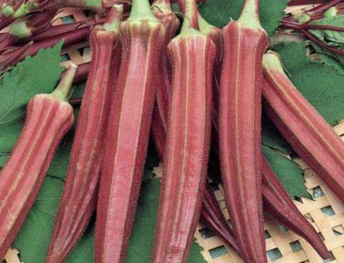 Okra Red Burgundy Organic - 20 Seeds