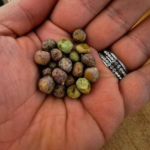 Pea Golden Snap Pod Organic - 20 Seeds