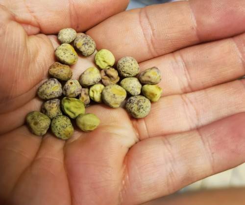Pea Golden Snap Pod Organic - 20 Seeds