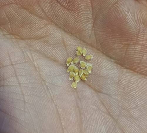 Tomato Yellow Patio Organic - 15 Seeds