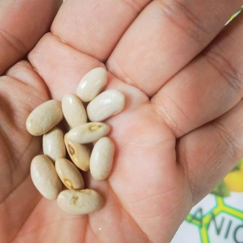 Bean Pole Blue Peter Runner (10 Seeds)