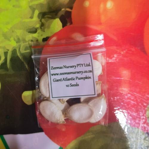 Giant Atlantic Pumpkin (10 Seeds)