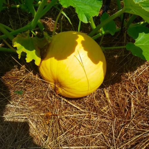 Giant Atlantic Pumpkin (10 Seeds)
