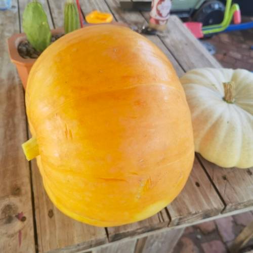Giant Atlantic Pumpkin (10 Seeds)