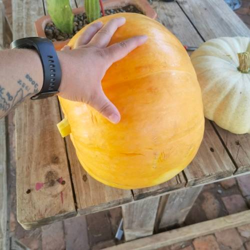 Giant Atlantic Pumpkin (10 Seeds)