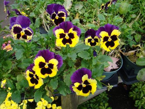 Viola Pansy Wittrockiana (26 Seeds)