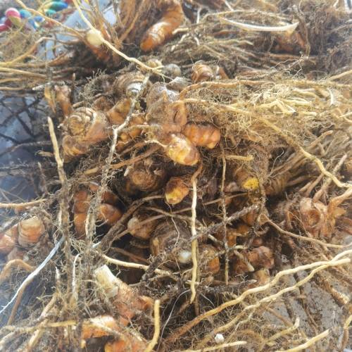 Erode Tumeric Seed (3 Tubers packed in Soil)