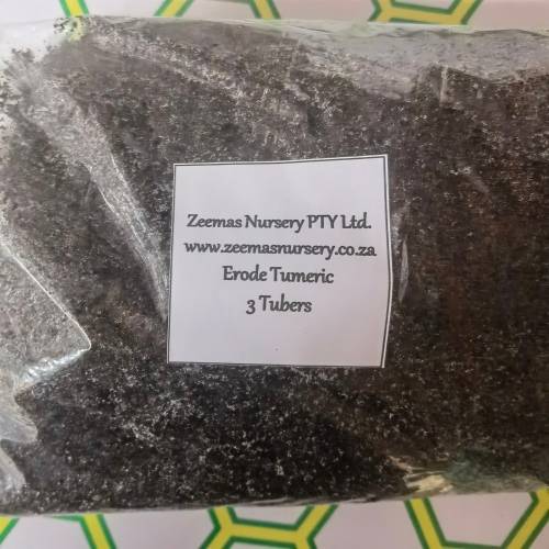Erode Tumeric Seed (3 Tubers packed in Soil)