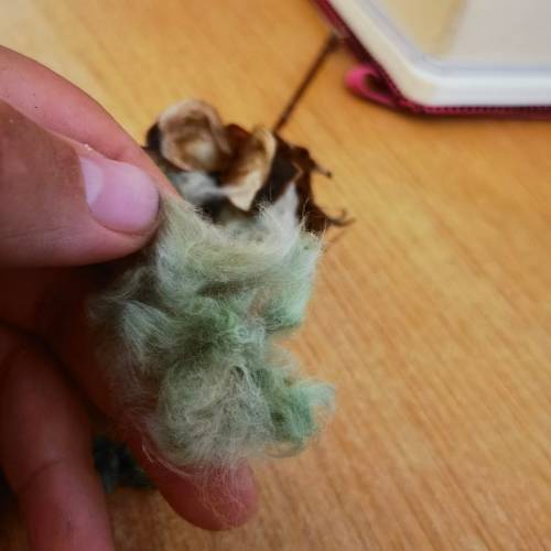 Arkansas Green Lint Cotton (10 Seeds)