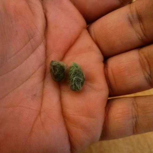 Arkansas Green Lint Cotton (10 Seeds)