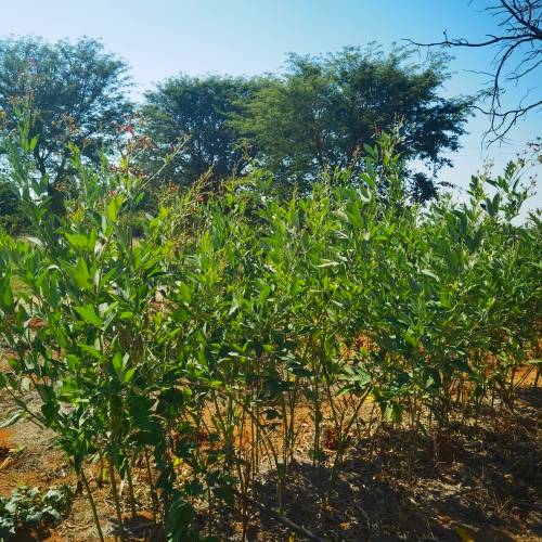 Beans Nandalo Pidgeon Pea (10 Seeds)