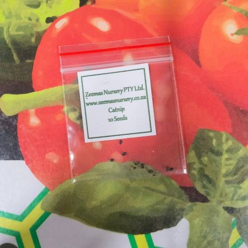 Catnip (10 Seeds)