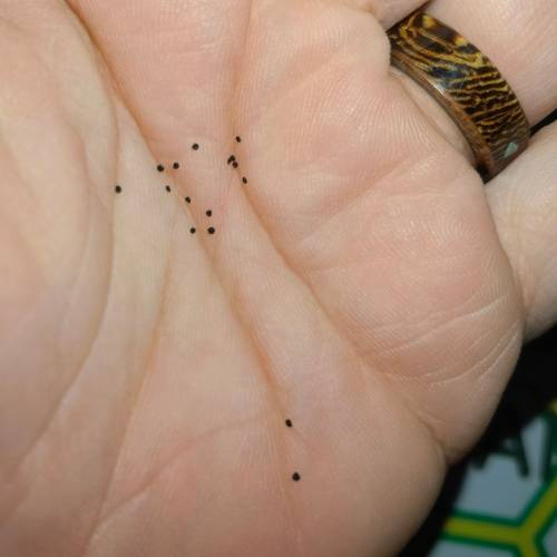 Purslane Green (60 Seeds)