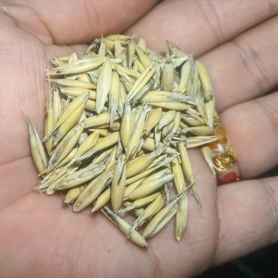 Oats (15ml - Approximately 150 Seeds)