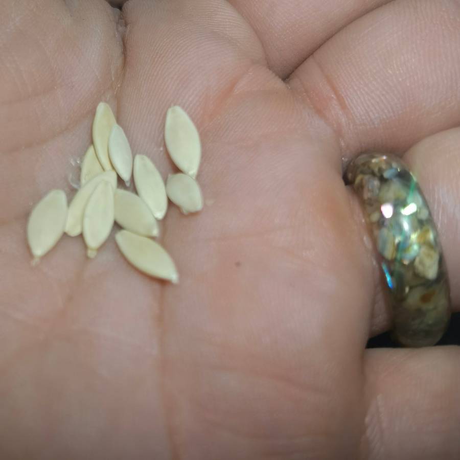 Cucumber National Pickling (10 Seeds)