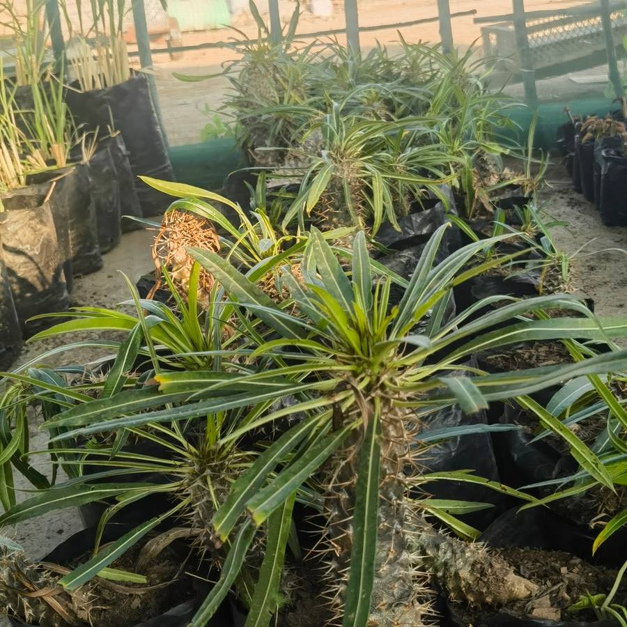 Halfmens (Pachypodium Lamerei) Seedling (3 Year Old)