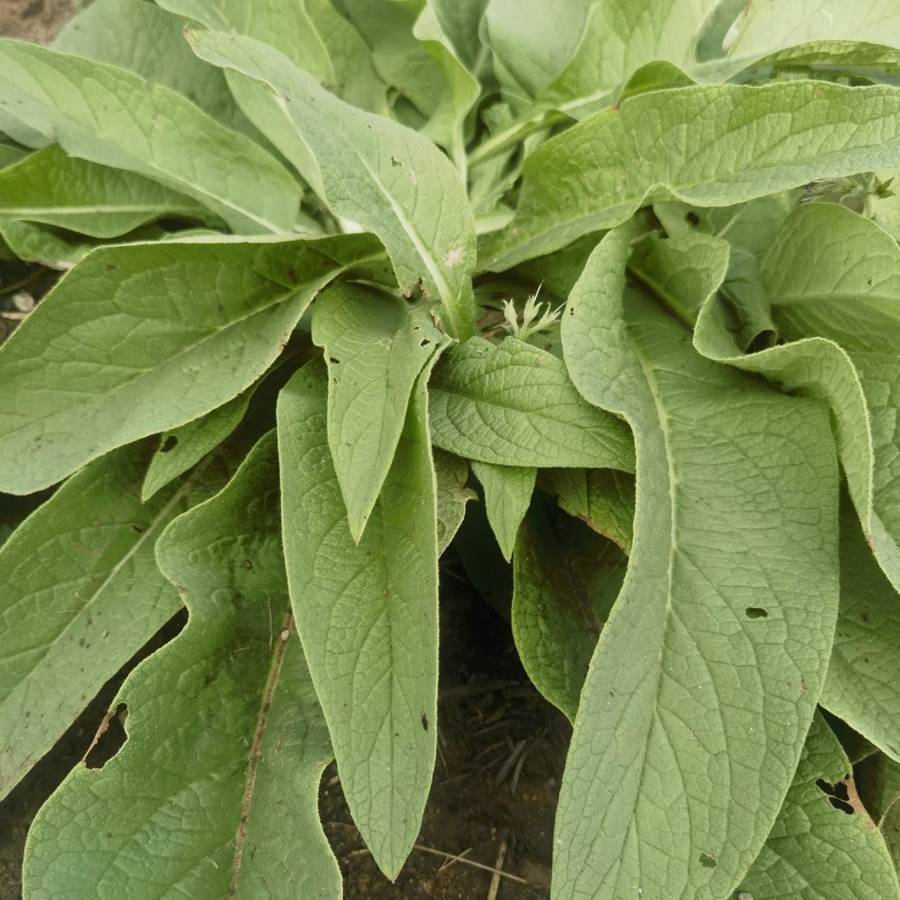 Comfrey Seedling Organic
