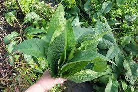 Comfrey Seedling Organic