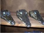 Crocodile Head