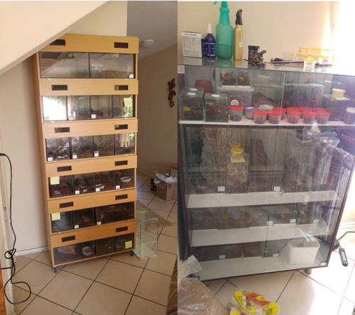 Collection of 65 tarantulas, a wall unit, cabinet, all tanks & enclosures + spare!