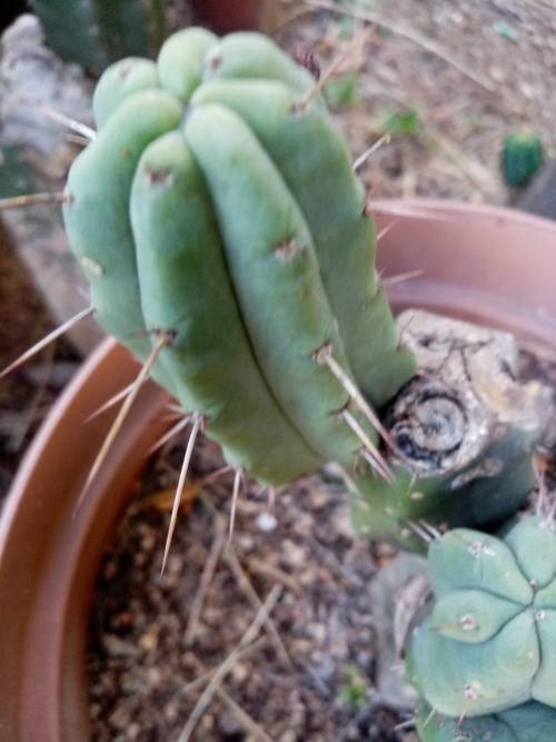 PSYCHOACTIVE BOLIVIAN TORCH CACTUS CUTTINGS 5cm - Ethnobotanical