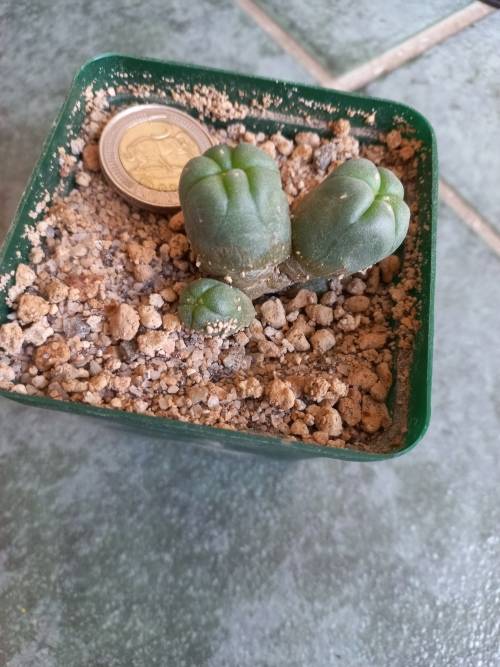 Lophophora williamsii Caespitosa  Peyote 4 pups