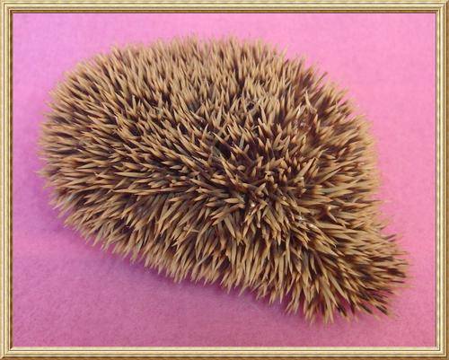 Hedgehog from Blisful