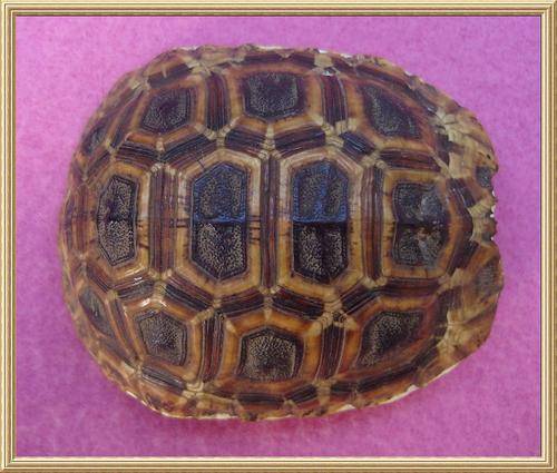 Vintage African Leopard Tortoise Shell from Blisful