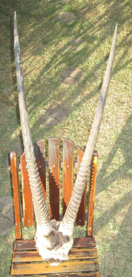 Vintage Gemsbok Horns from Blisful