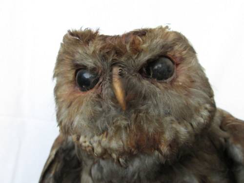 Vintage Taxidermy Owl from Blisful