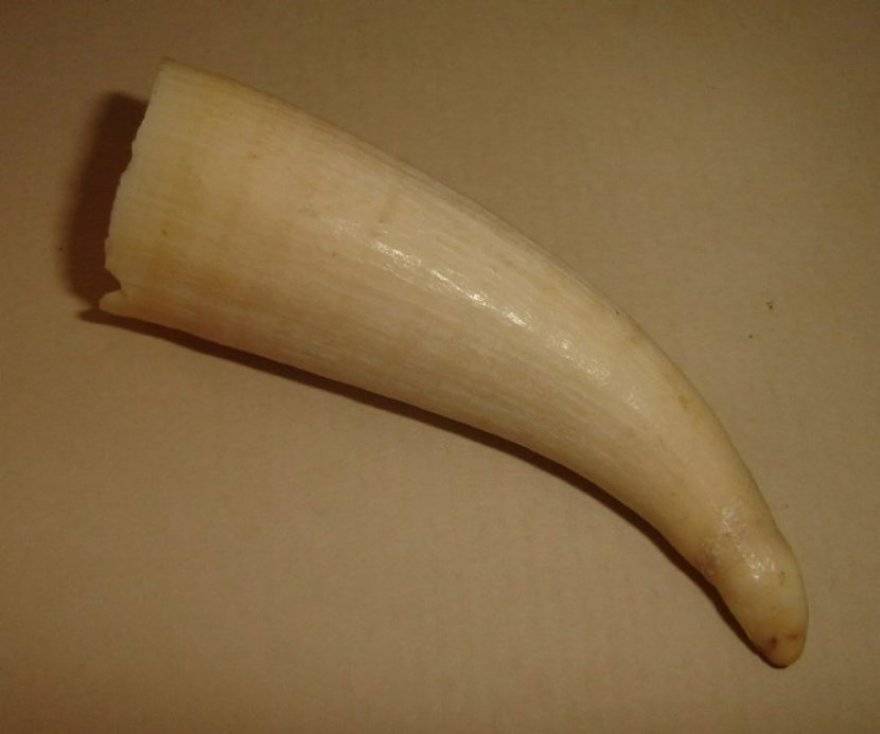 SPERM WHALE TOOTH from BLISFUL