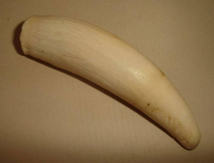 SPERM WHALE TOOTH from BLISFUL