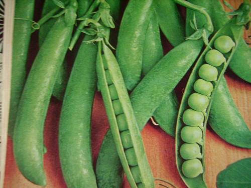 Pea Seeds Greenfeast 40 Vegetable Seeds