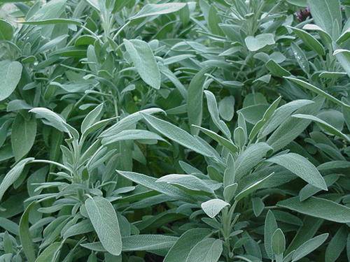 SAGE SEEDS SALVIA OFFICINALIS - 40 SAGE SEEDS