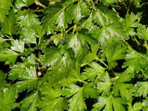 Parsley Flat Leaf Italian 300 Parsley Seeds