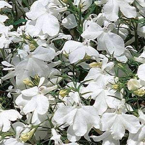 Lobelia Seeds Riviera White - 150 Lobelia Seeds