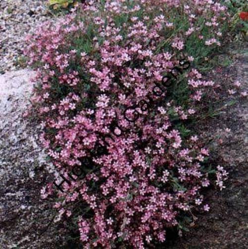 GYPSOPHILA ROSEA - 200 GYPSOPHILA SEEDS