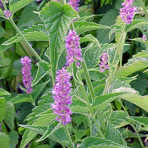 Anise Seeds - 75 Anise Seeds