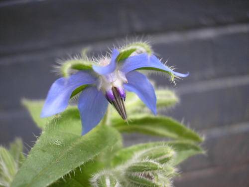Borage Seeds - 50 Borage Seeds